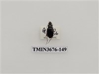 藏品(步行蟲(2))的圖片